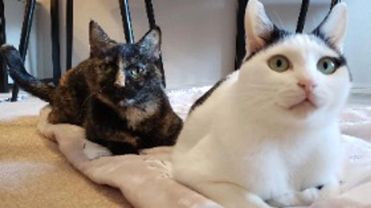 『カウ』『サラ』本日正式譲渡となりました！