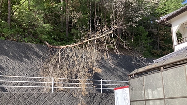 管理不十分な山林による災害から住民を守りたい のトップ画像