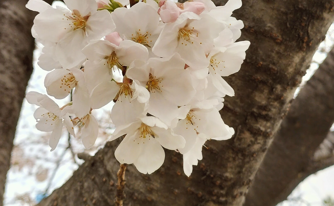 3000円ご支援いただいた皆様にサンクスメールをお送りいたします