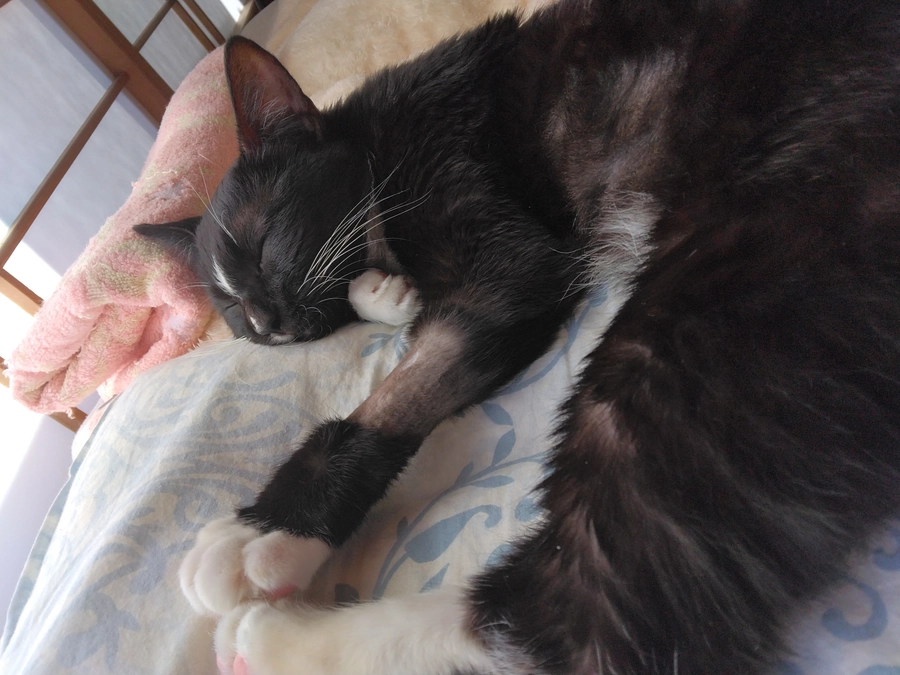 12/5はなちゃんの様子