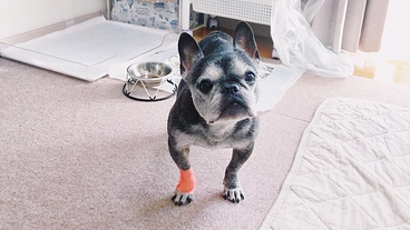 脳腫瘍と闘う愛犬ポポのため、ご協力をお願いします。 のトップ画像