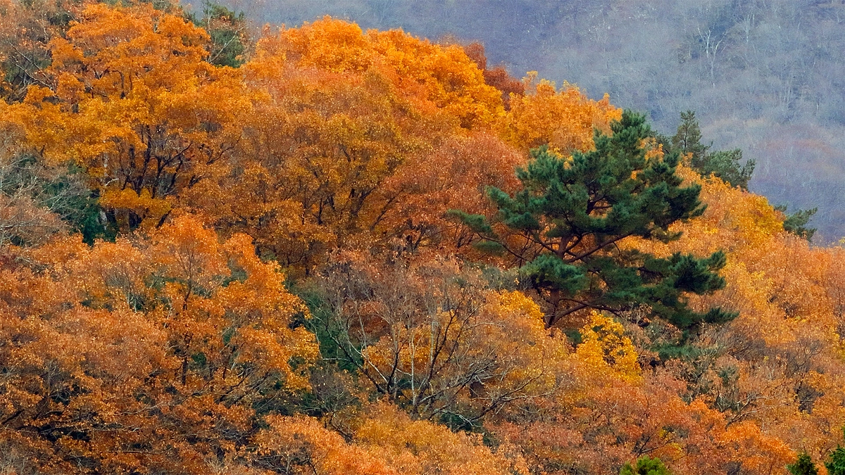 伊吹山のイヌワシ幼鳥「サーナ」2024年12月5日　獲物は親ワシ頼み