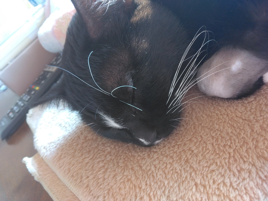 12/7はなちゃんの様子