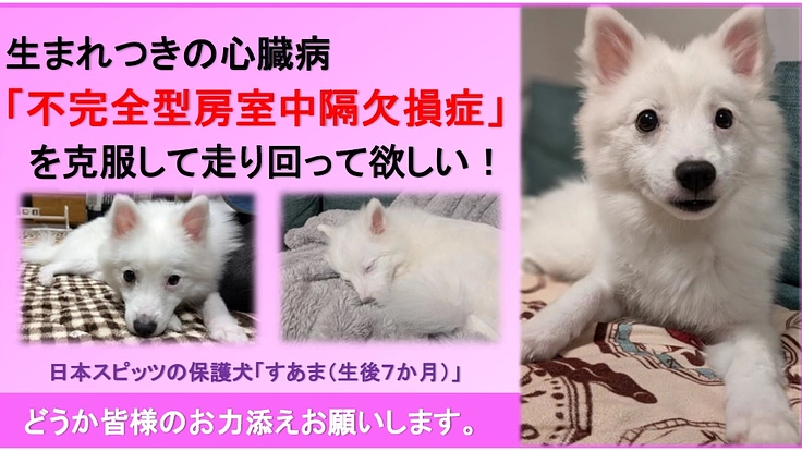 心臓に重い障害を持った保護子犬「すあま」を助けたい!