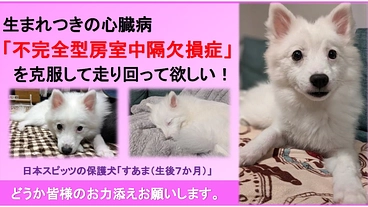 心臓に重い障害を持った保護子犬「すあま」を助けたい！ のトップ画像
