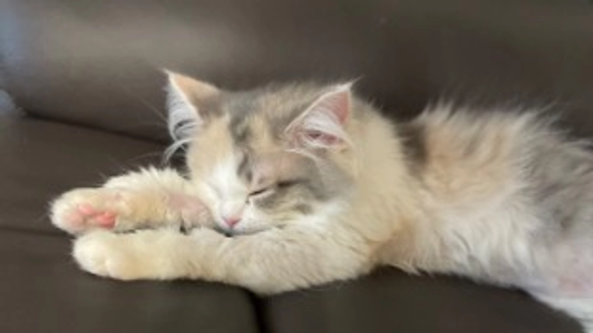 投薬45日目！折り返し地点だね！