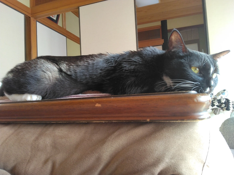 12/10はなちゃんの様子