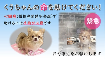 心臓病(僧帽弁閉鎖不全症)の愛犬くうちゃんを手術で助けたい のトップ画像