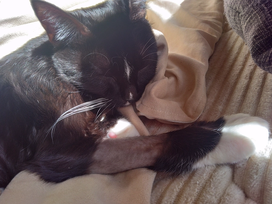 12/12はなちゃんの様子