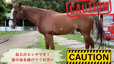 元競走馬レッドプレイヤーの命を救って下さい のトップ画像