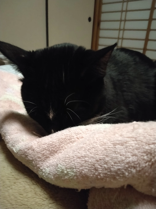 12/15はなちゃんの様子