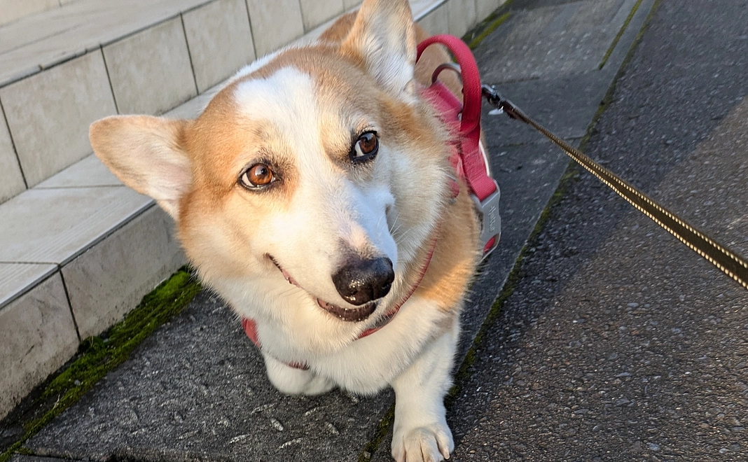 めるへのご支援2※リターンが不要の方