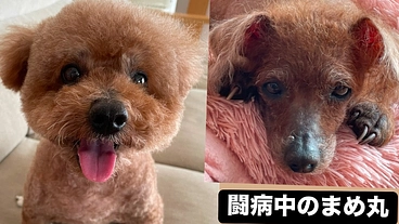 リンパ腫治療中！トイプードルまめ丸10歳、治療費支援のお願い。 のトップ画像
