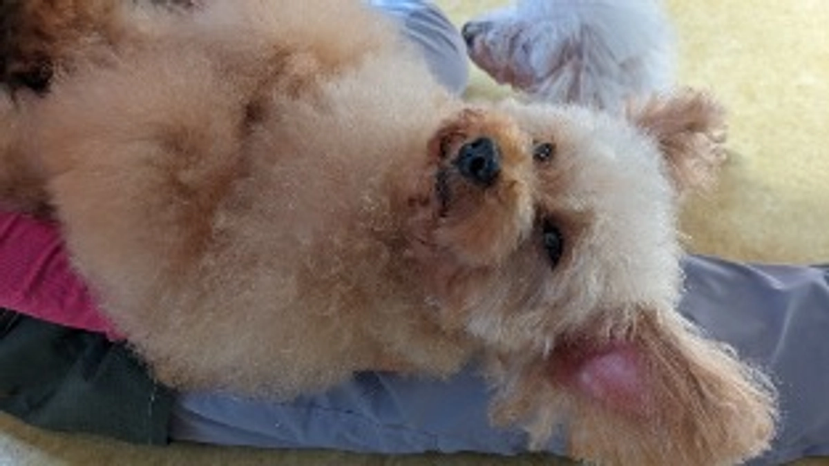 シェルターの近況