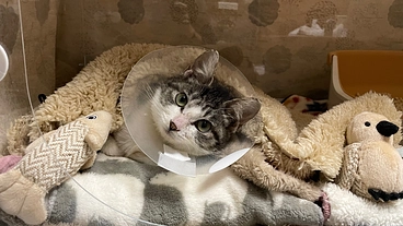 横隔膜ヘルニアと診断された保護子猫ちゃんの手術費用ご支援のお願い のトップ画像