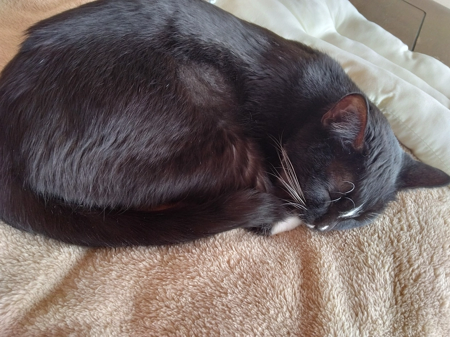 12/17はなちゃんの様子