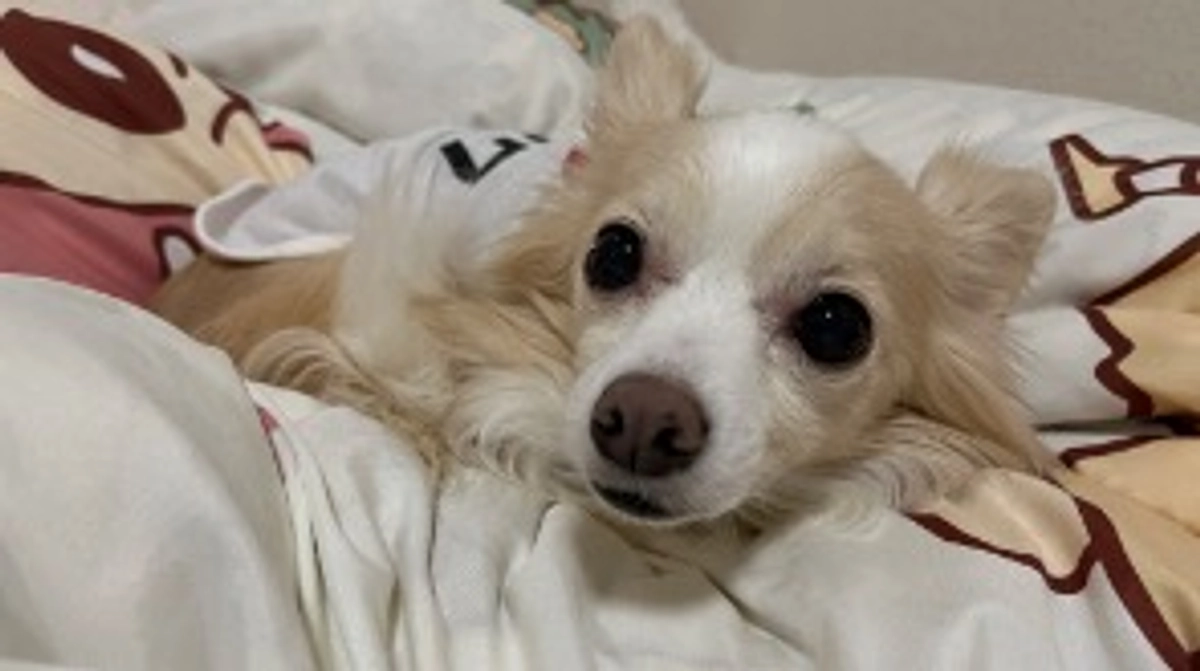 クラウドファンディングスタート