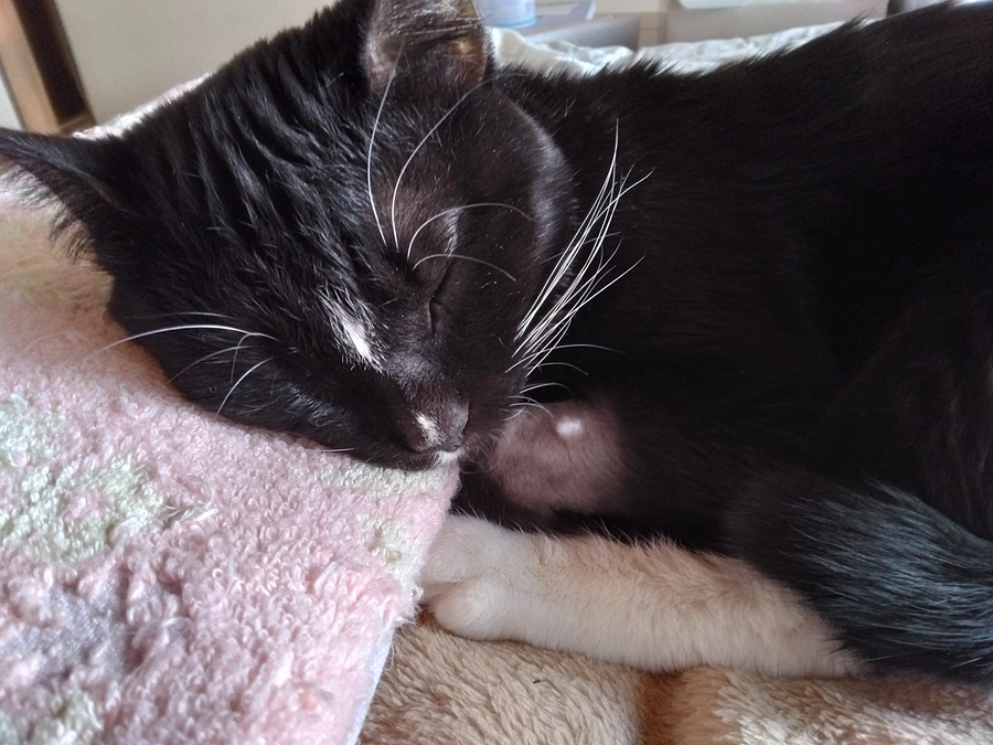 12/18はなちゃんの様子