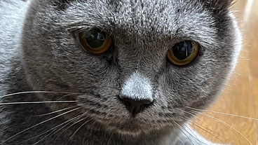 猫の病気（ＦＩＰ）になってしまった家族、ごんを助けてください のトップ画像