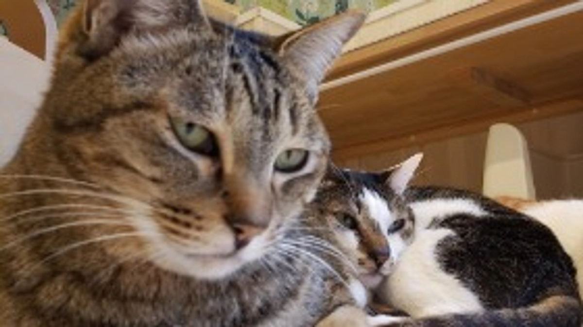 『らく』『ビスコ』 12/29トライアル決定！