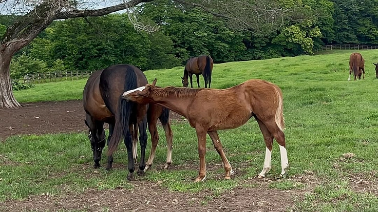 日高から全国に。馬たちの幸せな余生を願う、引退馬と呼ばない未来へ。 4枚目