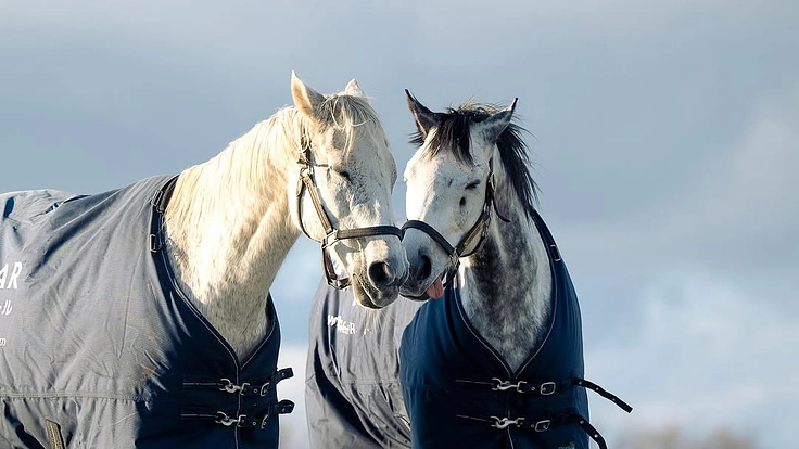 日高から全国に。馬たちの幸せな余生を願う、引退馬と呼ばない未来へ。 6枚目