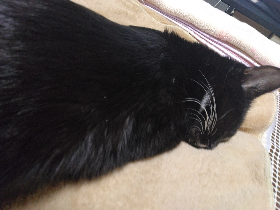 12/21はなちゃんの様子