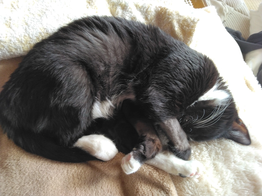 12/22はなちゃんの様子