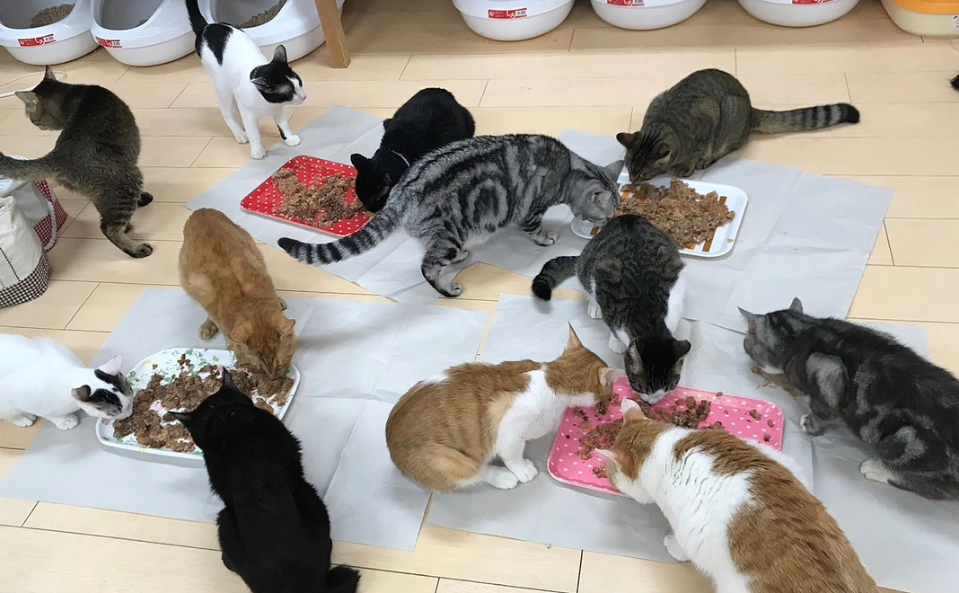 ねこてまりご招待