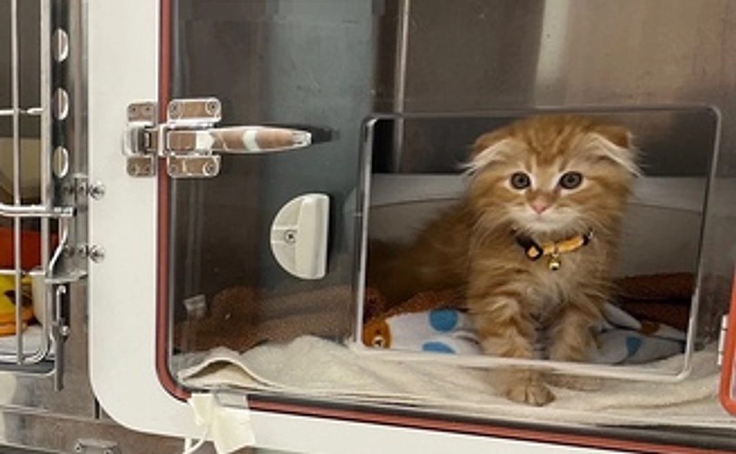 毎月応援20,000円コース