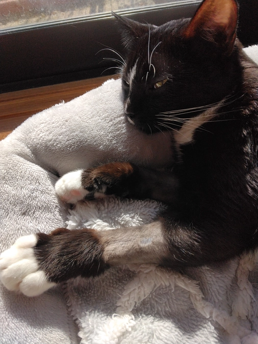 12/24はなちゃんの様子(発作あり)