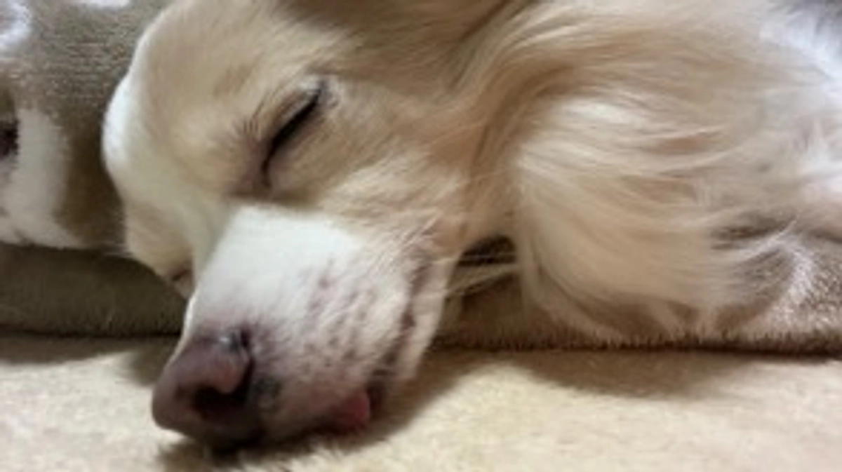 Happy Merry Christmas🎄