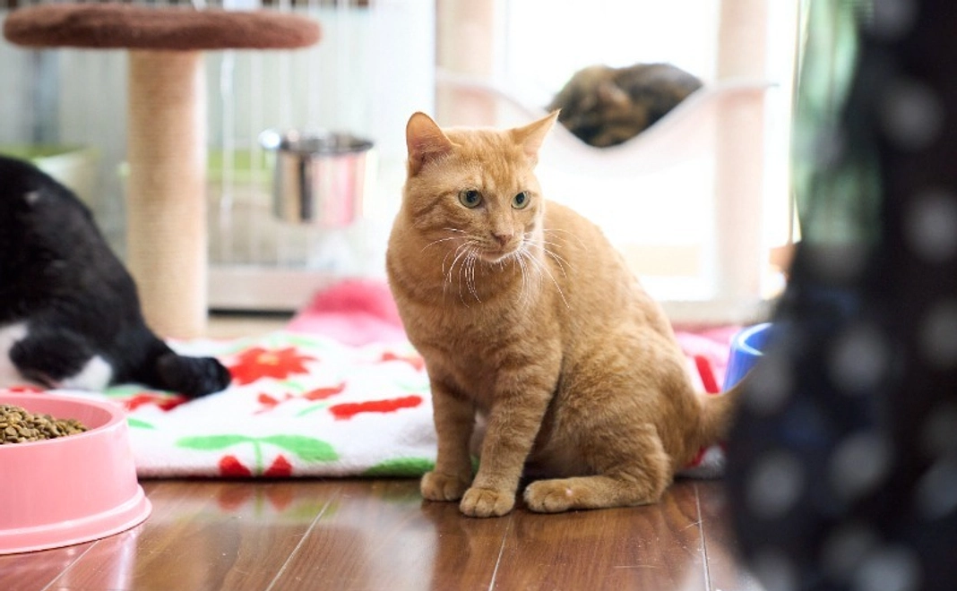 【寄付金控除対象】全力応援コース|3,000円