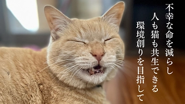 茨城の小さな町で猫の不幸な命を救うため、医療費と活動継続にご支援を のトップ画像