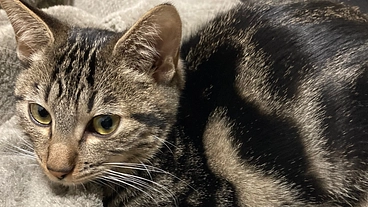 保護ねこ生後7ヶ月のクウリをFIPから救って欲しい のトップ画像