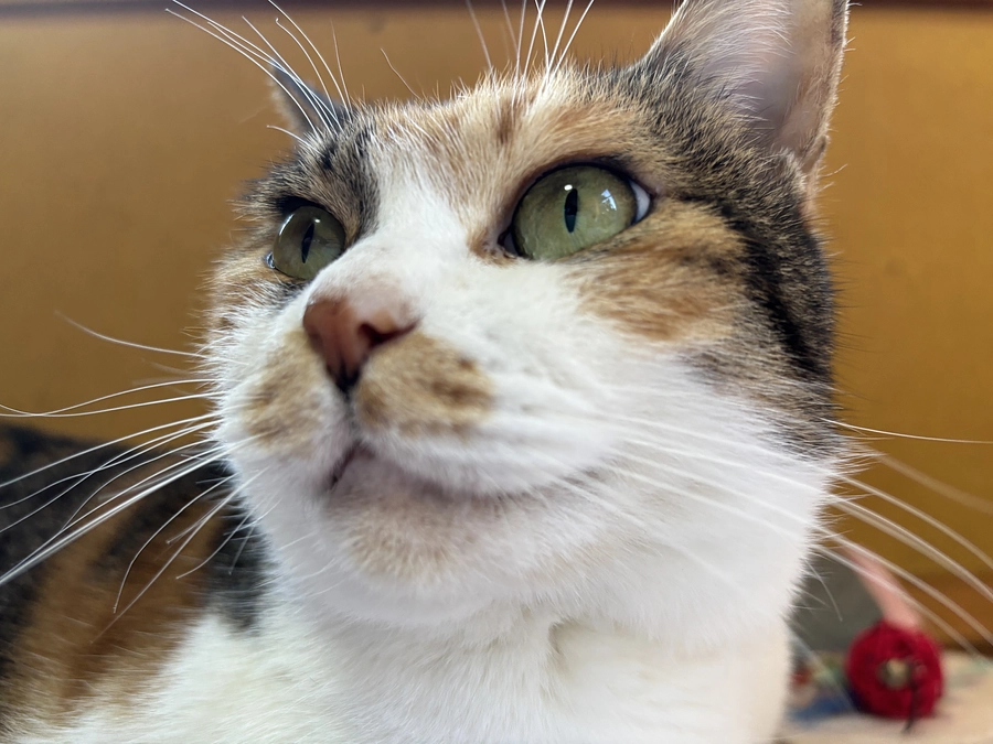 ありがとうございます