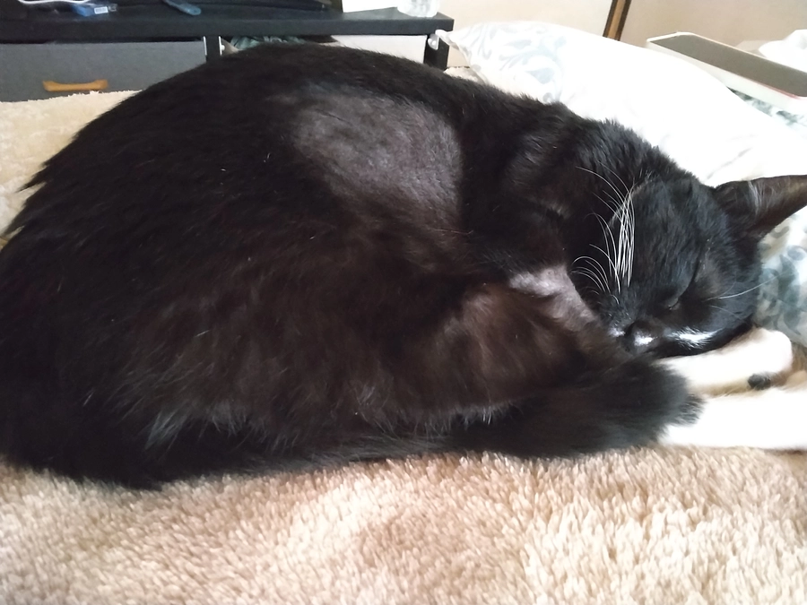 12/26はなちゃんの様子