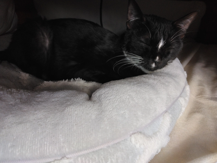 12/27はなちゃんの様子(発作あり)