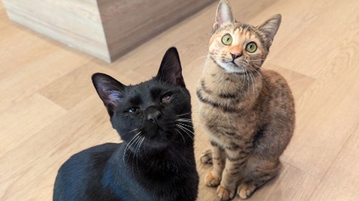 ☃️今年もありがとうございました🐱