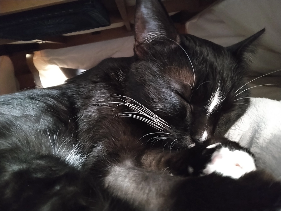 12/28はなちゃんの様子