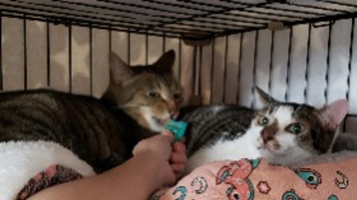 『らく』『ビスコ』本日トライアル出発致しました！！