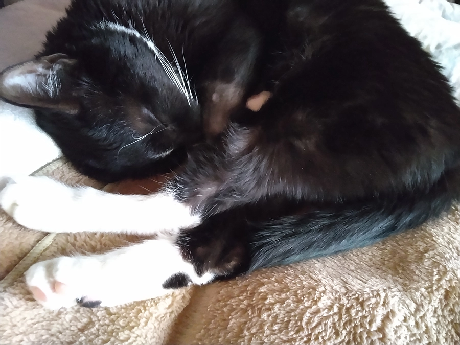 12/29はなちゃんの様子