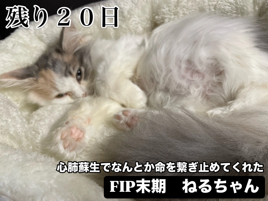 ｸﾗｳﾄﾞﾌｧﾝﾃﾞｨﾝｸﾞ終了まで残り２０日😰🆘