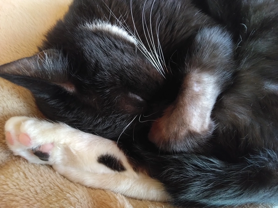 12/31はなちゃんの様子