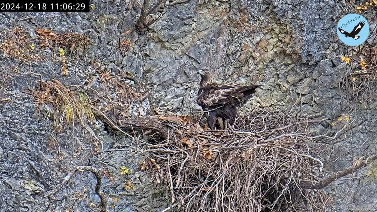伊吹山のイヌワシ繁殖状況2024年12月