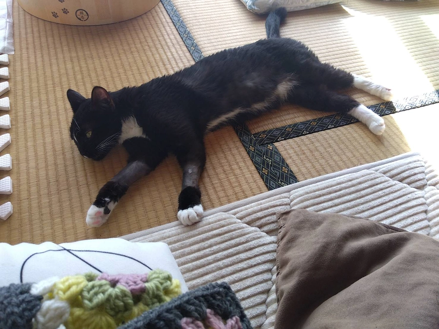 1/1はなちゃんの様子(発作あり)