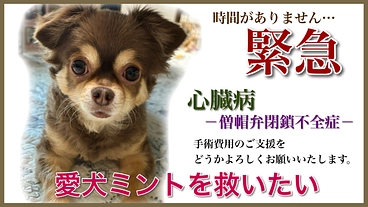 愛犬ミントの命を守りたい—心臓病手術のご支援をお願いいたします のトップ画像
