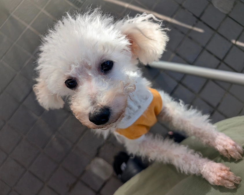 新年のご挨拶とシェルターの活動報告