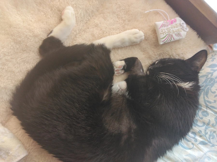 1/2はなちゃんの様子