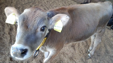 【第四弾】殺されるジャージーの子牛（♂）を助ける のトップ画像